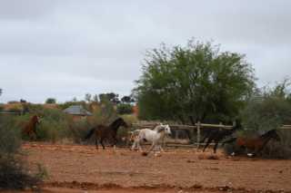 DSC_2241.JPG