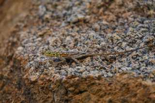 DSC_4394.JPG