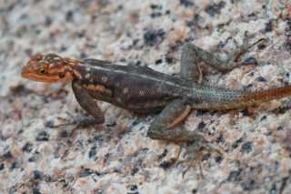 DSC_4455.JPG