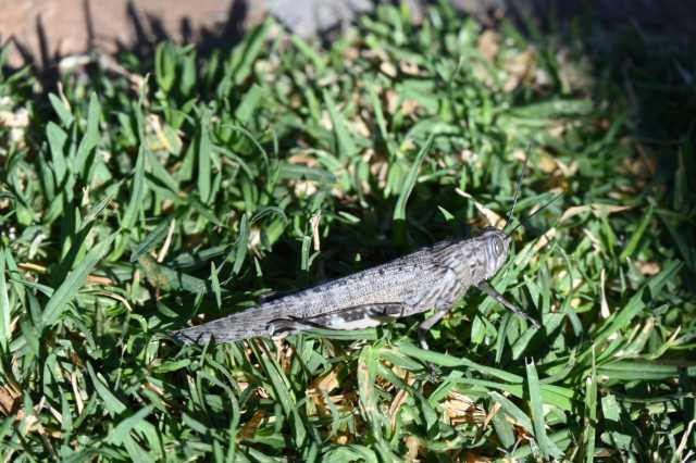 DSC_2083.JPG
