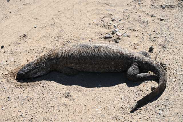 DSC_2147.JPG