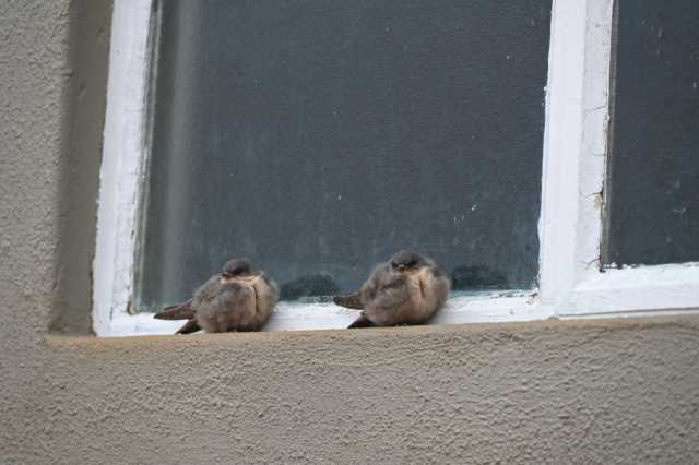 DSC_2215.JPG