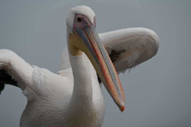 DSC_4208.JPG