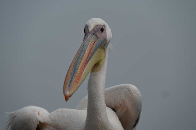 DSC_4214.JPG