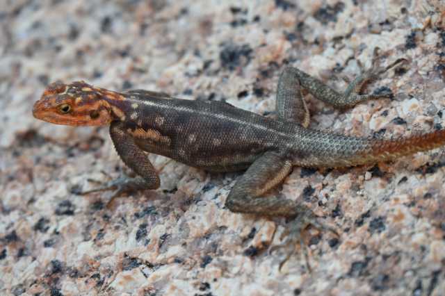 DSC_4455.JPG