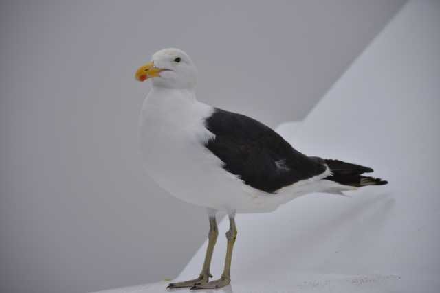 DSC_9640.JPG