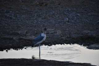 DSC_0387.JPG