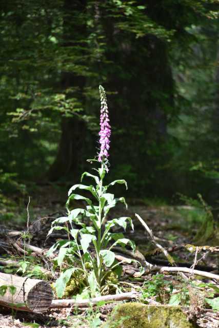 DSC_1043.JPG