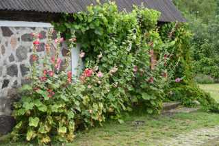 DSC_7942.JPG
