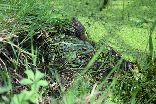 DSC_7962.JPG