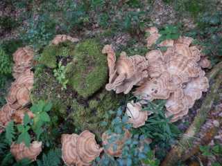 DSCN6841.JPG