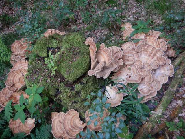 DSCN6841.JPG