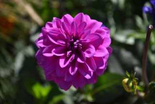 DSC_1338.JPG