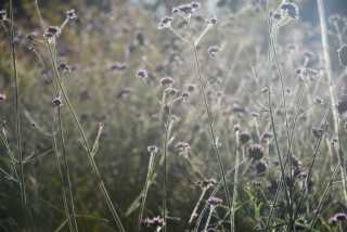 DSC_1418.JPG