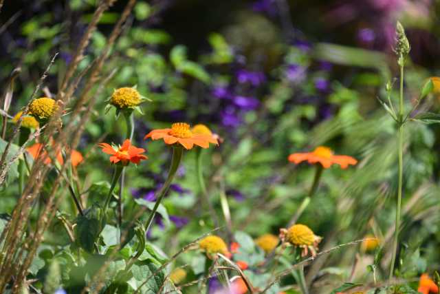 DSC_1227.JPG