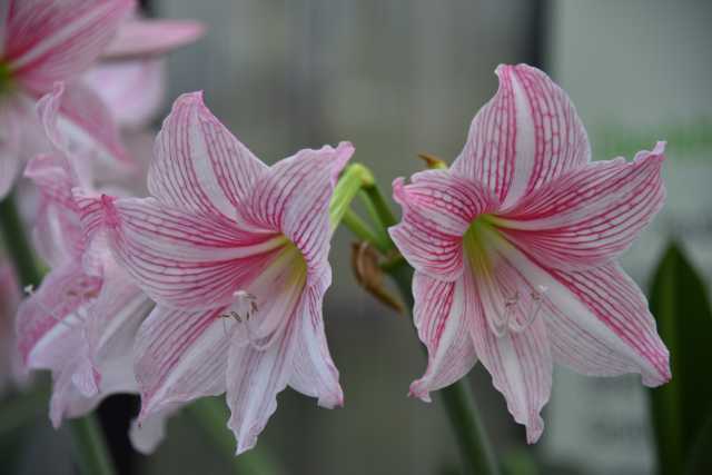 DSC_1258.JPG