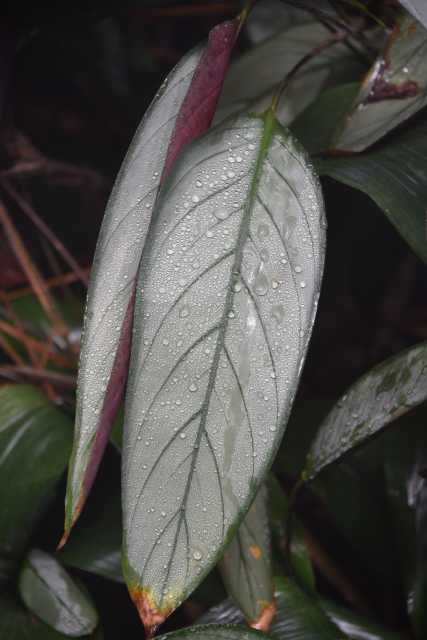 DSC_1262.JPG