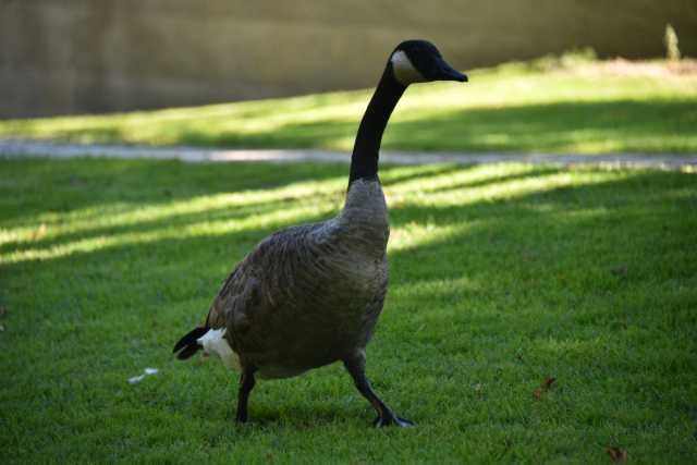 DSC_1315.JPG