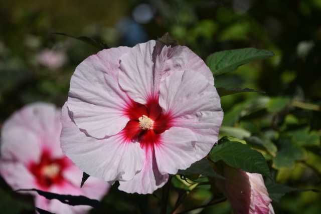 DSC_1331.JPG