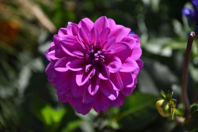 DSC_1338.JPG