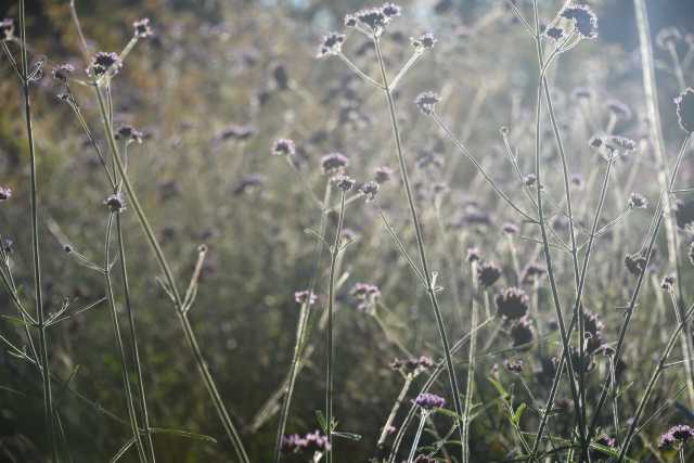 DSC_1418.JPG