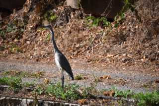 DSC_2348.JPG