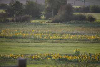 DSC_2664.JPG