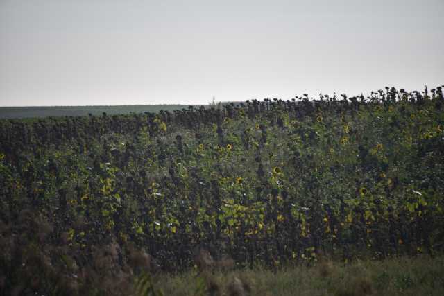 DSC_1887.JPG