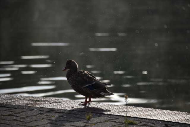 DSC_2406.JPG