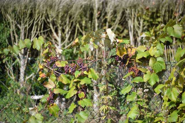DSC_2499.JPG