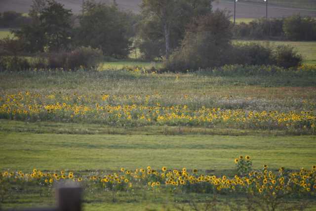 DSC_2664.JPG