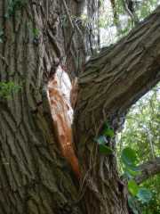 DSCN7095.JPG