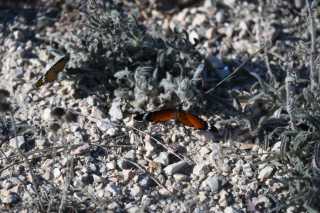 DSC_9307.JPG