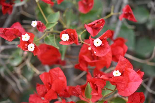 DSC_8524.JPG