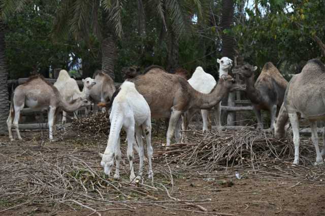 DSC_8638.JPG