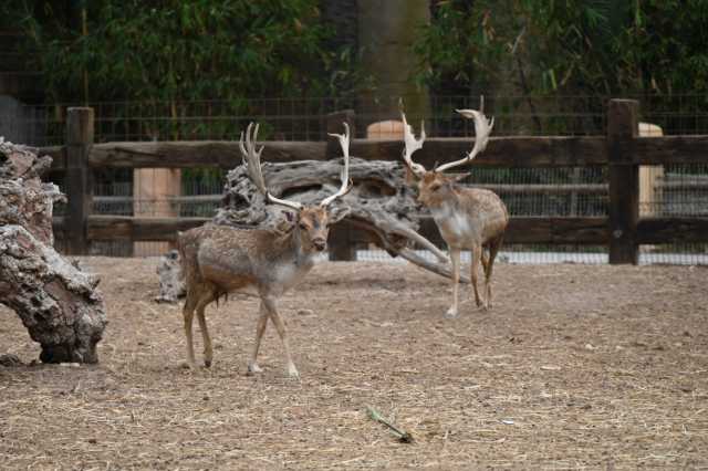DSC_8972.JPG