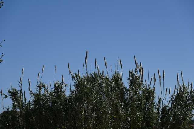 DSC_9291.JPG