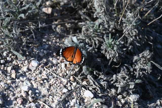 DSC_9304.JPG