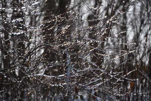 DSC_2981.JPG