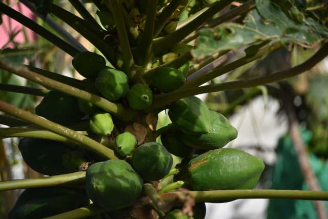 DSC_3925.JPG