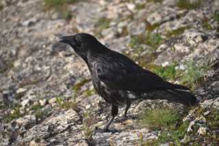 DSC_4370.JPG