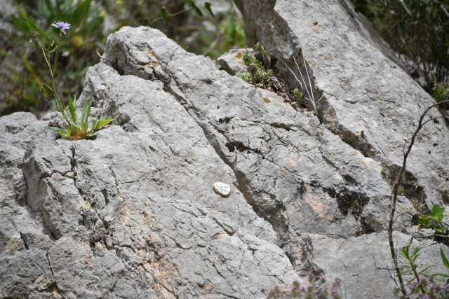 DSC_4461.JPG