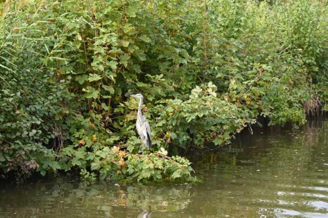 DSC_1237.JPG