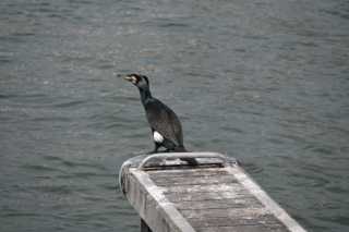 DSC_3497.JPG