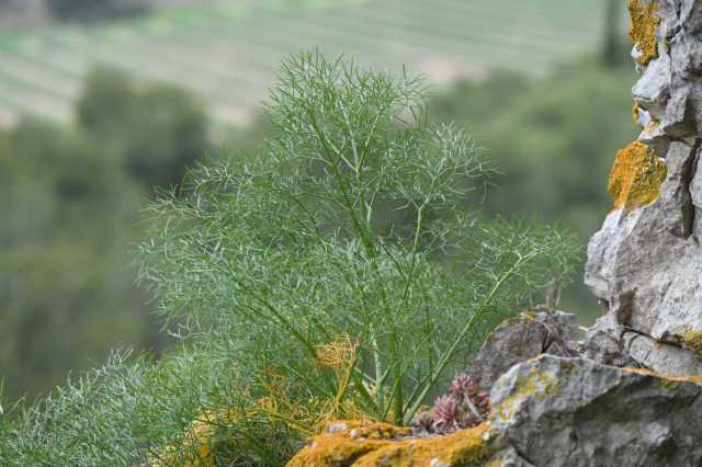 DSC_3669.JPG