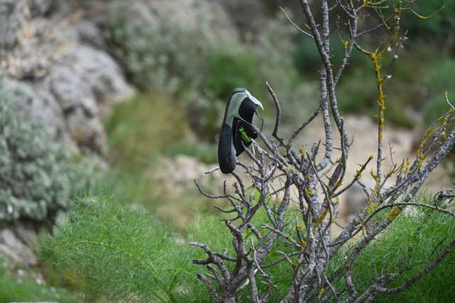 DSC_3676.JPG
