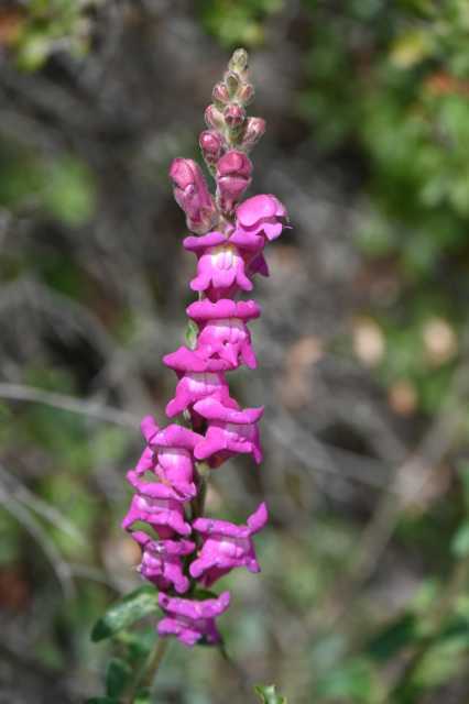 DSC_3688.JPG