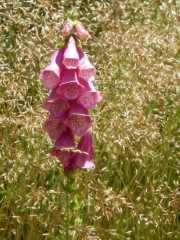 DSCN9768.JPG