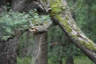 DSC_5570.JPG