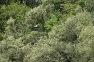 DSC_5597.JPG